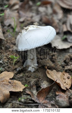 Amanita vaginata, the grisette in the forest, Gray slim amanita mushroom