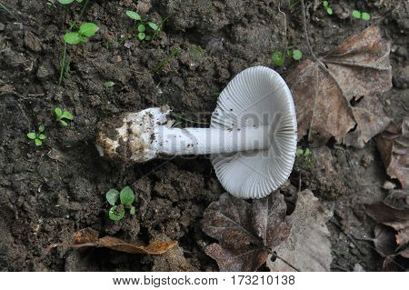 Amanita vaginata, the grisette in the forest, Gray slim amanita mushroom