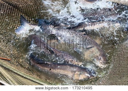 A few carp Hypophthalmichthys in a fishing net. Fish farms.