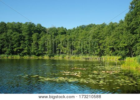 Green shore of lake, summer, forest in backgroung