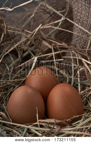 Ecological natural fresh bird eggs in a nest born on fabric