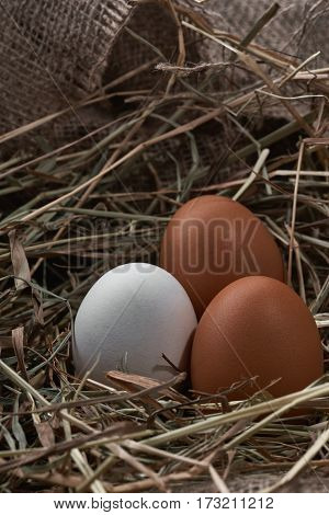 Ecological natural fresh bird eggs in a nest born on fabric