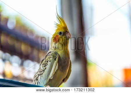Portrait Of Love Birds In Country Of Tailand, Grey Cockatiel Or Nymphicus Hollandicus, Also Known Qu