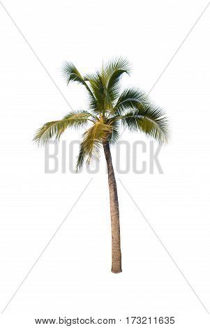 Coconut or palm tree , an asian trees isolate on white backgrond