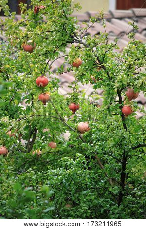 A pomegranade tree with many fruits hanging