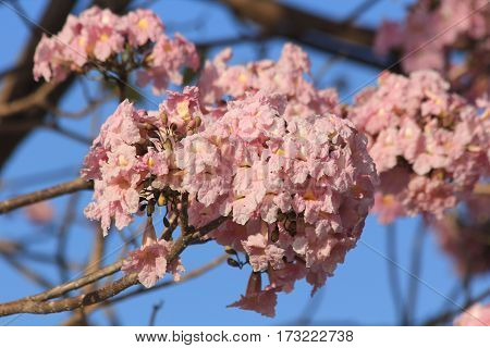 Tabebuia rosea pink flowers bloom beautifully photographed apparently blurred.