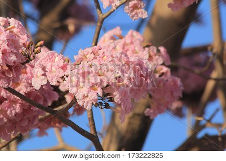 Tabebuia rosea pink flowers bloom beautifully photographed apparently blurred.
