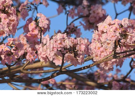 Tabebuia rosea pink flowers bloom beautifully photographed apparently blurred.