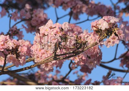 Tabebuia rosea pink flowers bloom beautifully photographed apparently blurred.