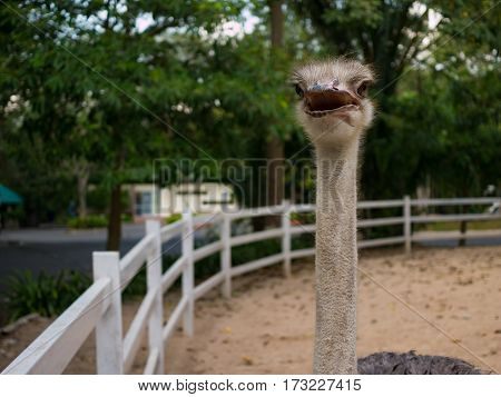 Closeup ostrich bird head standing in open zoo from thailandselective focus ostrich bird head and neck.