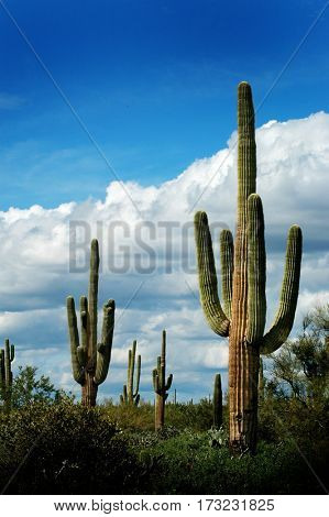Detail cactus cacti in Arizona desert