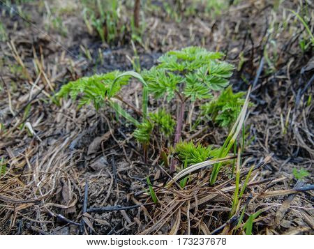 the first green shoots broke through the dry grass in the early spring