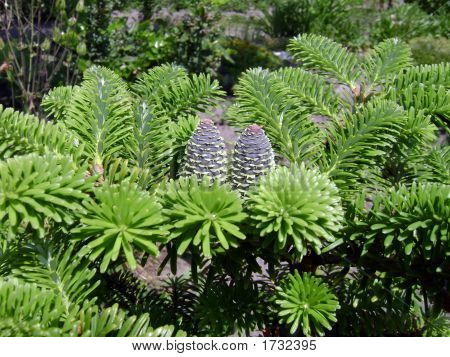 Pinecone