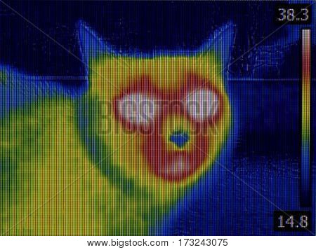 Fever Thermal Image of Cat Head