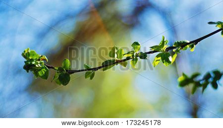 The young bright green leaves on blue sky background in spring