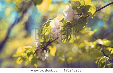 Beautiful delicate creamy white flowers with green leaves on the apple tree in the spring