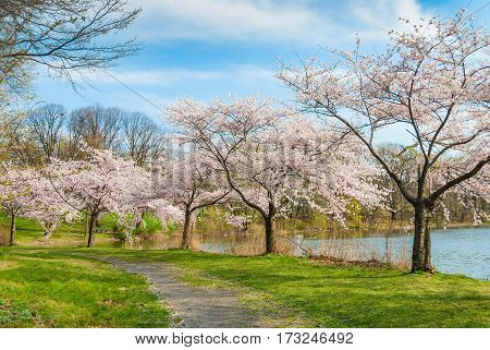 Spring time in Branchbrook Park in Newark with cherry blossom tree's lining the path.