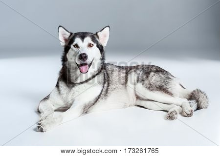Alaskan Malamute lying and looking at the camera, sticking the tongue out, on gray background. Husky