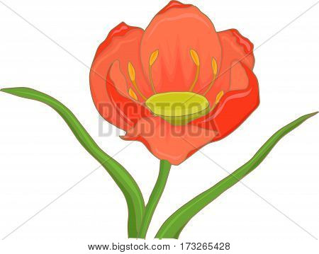A red tulip blooming on a white background.