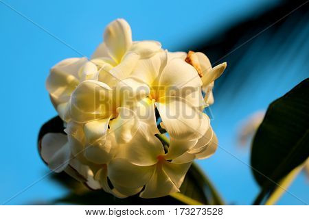 Photo macro beautiful frangipani bright sunny day