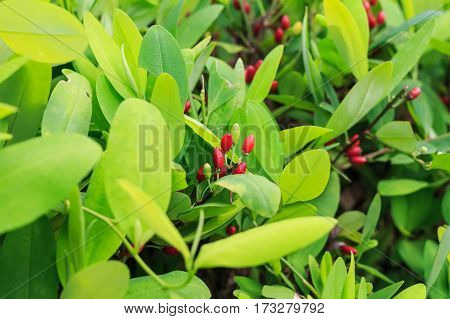 Leaves of coca plant or Erythroxylum novogranatense