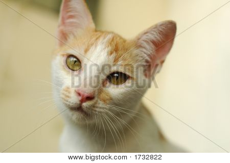 Retrato de gatito callejero
