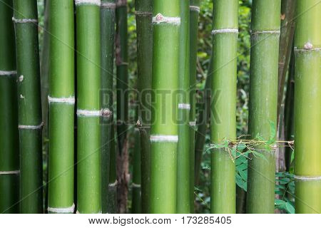 Fresh bamboo stems in the bamboo garden of the flora park.