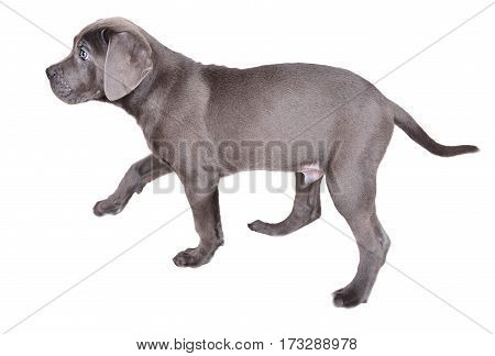Cane corso puppy isolated on a white background