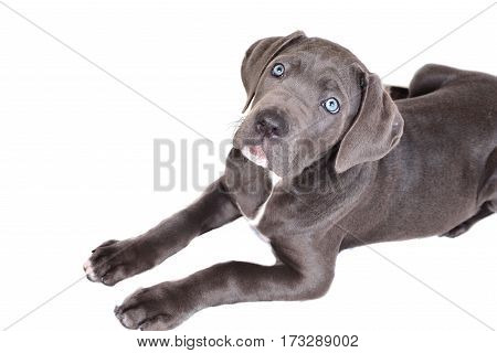 Cane corso puppy isolated on a white background