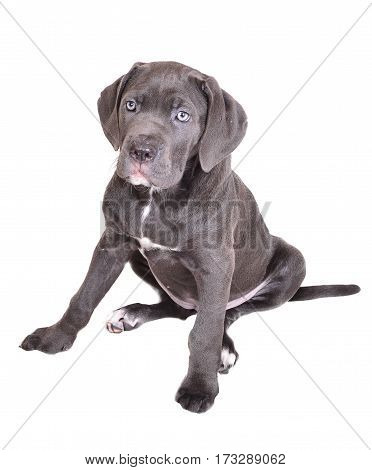 Cane corso puppy isolated on a white background