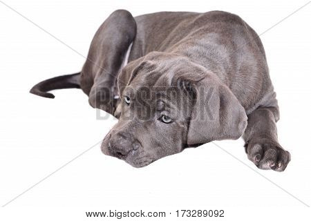 Cane corso puppy isolated on a white background