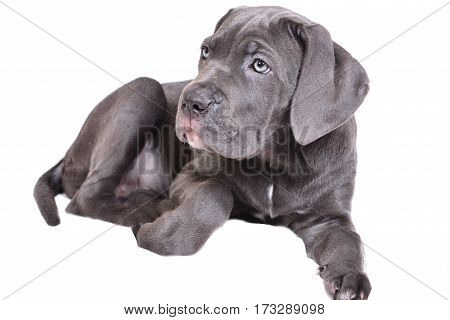 Cane corso puppy isolated on a white background