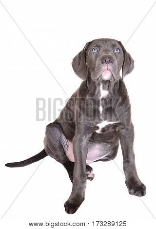 Cane corso puppy isolated on a white background