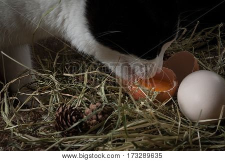 Cat drinks in nest raw egg from hay