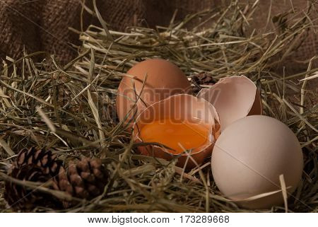 raw broken eggs in nest on jute sacks