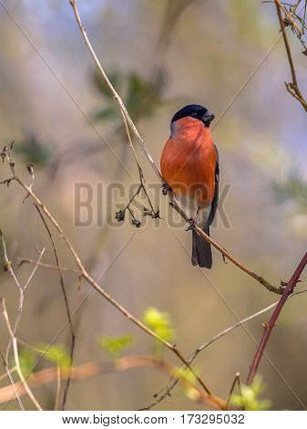 Bullfinch On Twig