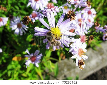 Bumblebee bee in aster astra flowers macro photo