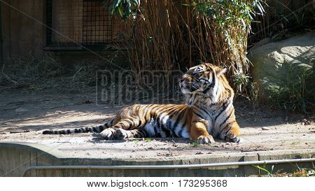 Tiger Lounging in Sunlight in Zoo Enclosure