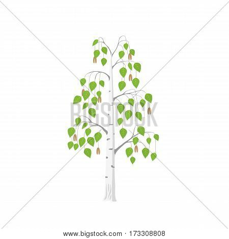 Vector flat Birch tree isolated. Silver birch with green leaves on white background.