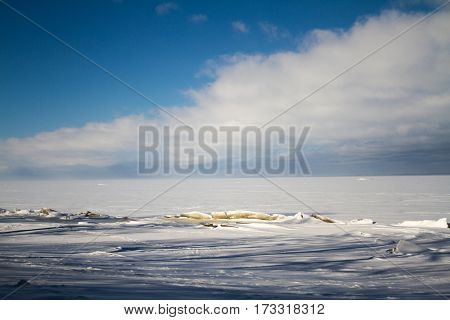 Saint Petersburg 02/26/2017: Coast of Gulf of Finland in winter with ice hummocks