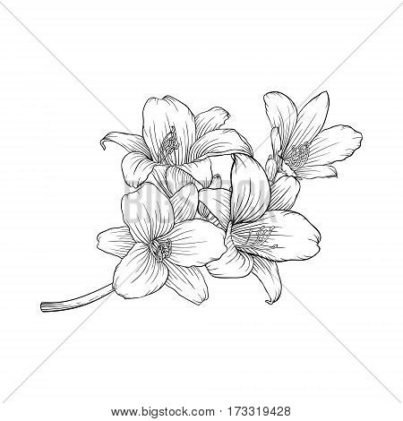 beautiful monochrome black and white bouquet lily isolated on background. Hand-drawn. design greeting card and invitation of the wedding birthday Valentine's Day mother's day and other holiday