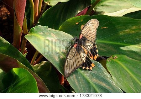 Large, colourful butterfly with wings extended showing its pattern and tail