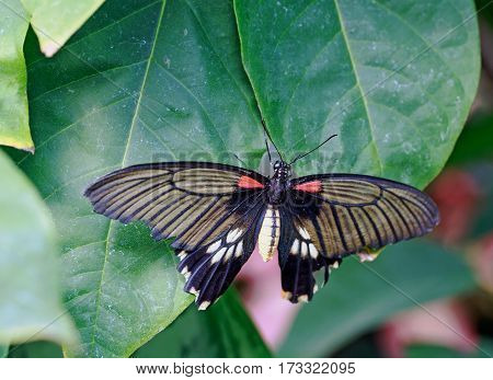 Swallow Tailed Butterfly with wings extended on a green leaf