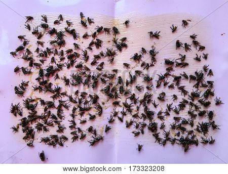 House Fly Insect Trap Adhesive Tape. Flies Stuck to Flypaper.
