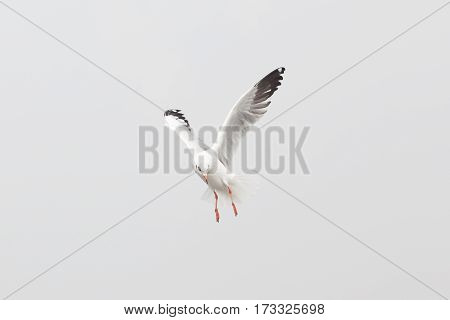 Bird Flying Seagull Isolated on White Background Sky Symbol of Freedom Concept