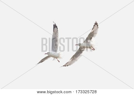 Bird Flying Seagull Isolated on White Background Sky Symbol of Freedom Concept