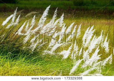 Kans grass Saccharum spontaneum dark green backgound Kolkata West Bengal India - welcoming autumn in the city.
