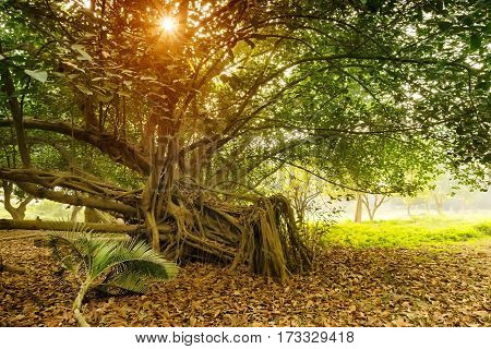 Dry leaves lying still on ground in forest with Sun rays entering in the frame from behind a large tree. Beautiful winter morning scene of a jungle
