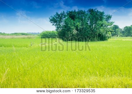Beautiful rural landscape of Paddy field blue sky Howrah West Bengal India