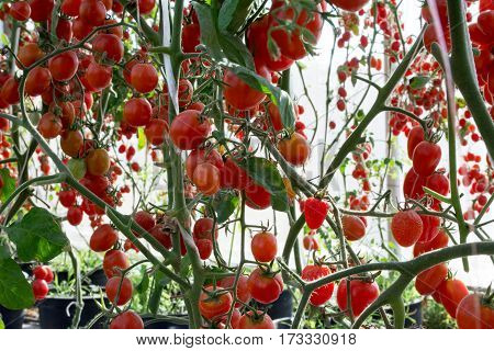 Tomatoes in the garden,Vegetable garden with plants of red tomatoes. Ripe tomatoes on a vine, growing on a garden. Red tomatoes growing on a branch.